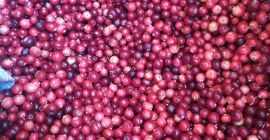 Arándanos frescos de pantano 15 PLN el litro o