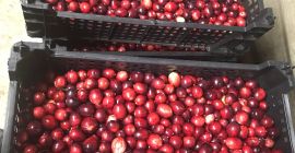 Venderé arándanos de mi propia plantación. El fruto es