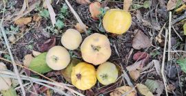 Bosque todos los gustos diferentes