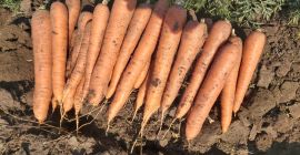 Pret: negociabil in functie de cantitatea dorita. Productor local