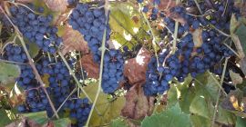 Hola. Vendo uva orgánica oscura. De tu propia parcela.