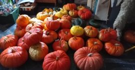 Venderé una calabaza de mi propia granja durante el