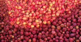 Venderé manzanas Rajskie Bio. Variedades Everest y Professor Springer,