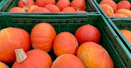 Hola, vendo Hokkaido alemán a granel. Varios tipos en