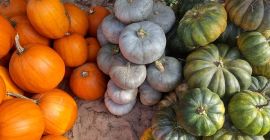 Venta de calabazas - varias variedades. Calabazas como Halloween,