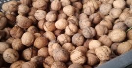 Aproximadamente 350 kg de nuez a la venta