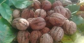 Las nueces de este año son grandes de su