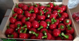 Pimiento cereza para antipasti. Correo electrónico de contacto o