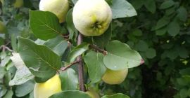 Recién cogido, no derramado. Recogida en Kraczkowa