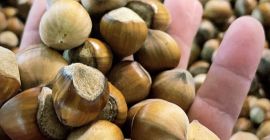 Cosecha de avellanas a la venta 2021, seca, limpia,