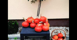 Tengo calabazas de Hokkaido sin fertilizantes artificiales ni productos