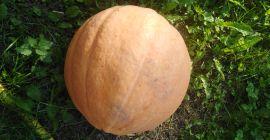 Calabaza Otylia peso 6-20 kg bonita pulpa gruesa deshierbe