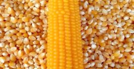 Alimentación animal de buena calidad Maíz amarillo Maíz Maíz