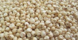 El sorgo es un género de plantas herbáceas anuales