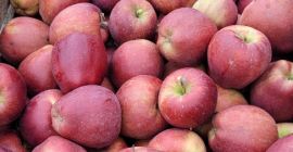 Vendo una amplia gama de manzanas como: Golden, Jonathan,