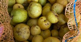 Venderé unas 3 toneladas de membrillo sin clasificar, perfecto