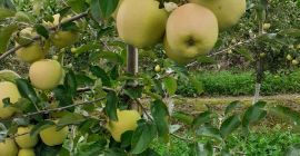 Venderé unas 40 toneladas de oro. Talla 65+