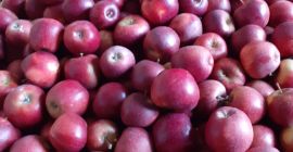 Venderé unas 40 toneladas de príncipe. Tamaño 70+