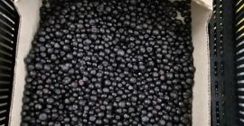 Venderé bayas del bosque de Bielorrusia, BIO congeladas -