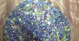 Venderé bayas del bosque de Bielorrusia, congeladas, sin limpiar,