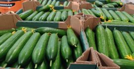 Venderé pepinos de invernadero de Bielorrusia, lisos, largos. Solo