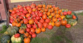 Calabaza gomez hokkaido muskat