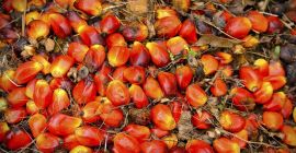 aceite de palma para cocinar, biodiesel y otros usos