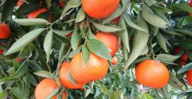 Laverida venderá clementinas españolas. Fruta directamente de la plantación.
