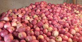 Vendo manzanas así que tienes muchos detalles, puedes contactarme