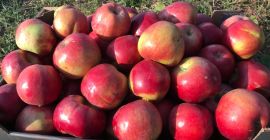 Vendo manzanas en grandes cantidades para consumo o jugo.