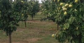 Huerta Crivobara ofrece membrillos para la venta y procesamiento.