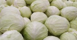 Venderé repollo blanco, variedad ambrosía, cabezas grandes y bonitas
