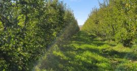 Vendo grandes cantidades de manzanas, de todo tipo, de