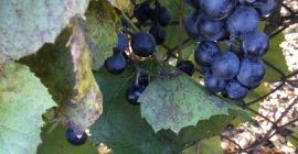 Hola, tengo a la venta la uva oscura dulce