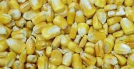 Maíz amarillo cultivado en África fácilmente disponible, 20 toneladas