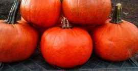 Venderé calabazas Gomez, peso de 1 kg a 5