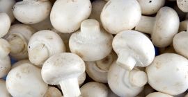 Hot Line Whats-App números: Hot Line Whats-App números: +27 73250 5543 White Mushroom