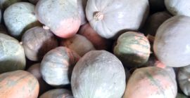 Calabaza sin químicos, ayuda al campesino trabajador .... gracias