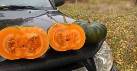 Calabaza moscatel de provence, número de camiones, por favor