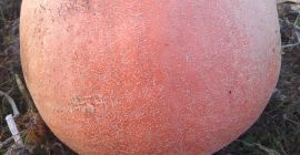 Hola, vendo una calabaza de bambú, de bonitos colores,