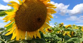 Ofrecemos semillas de girasol (forraje, negro) de las siguientes