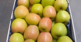 Nuestra empresa comercializa manzanas y distribuye manzanas en todo