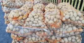 Patatas comestibles Lord calibradas 4.5+. Envasadas en sacos de
