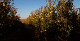 buena manzana fresca, si es posible recoger de la