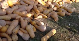 Matilda y naranja agro pie de calabaza en venta