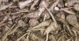 Venderé perejil industrial, cavado a mano, saludable