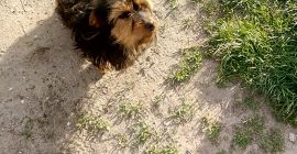 Tengo nueces a la venta este año.