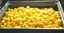 Venderé limones a Polonia directamente desde el campo de