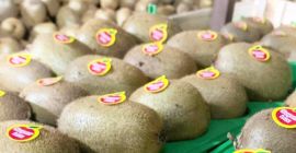 Kiwi Calidad, Tamaño, Precio: Tenemos las mejores calidades, nuestros