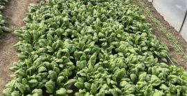 Hola Vendo espinacas precio negociable para atrapar tanto como